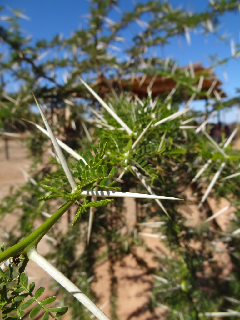 DSC01023.jpg