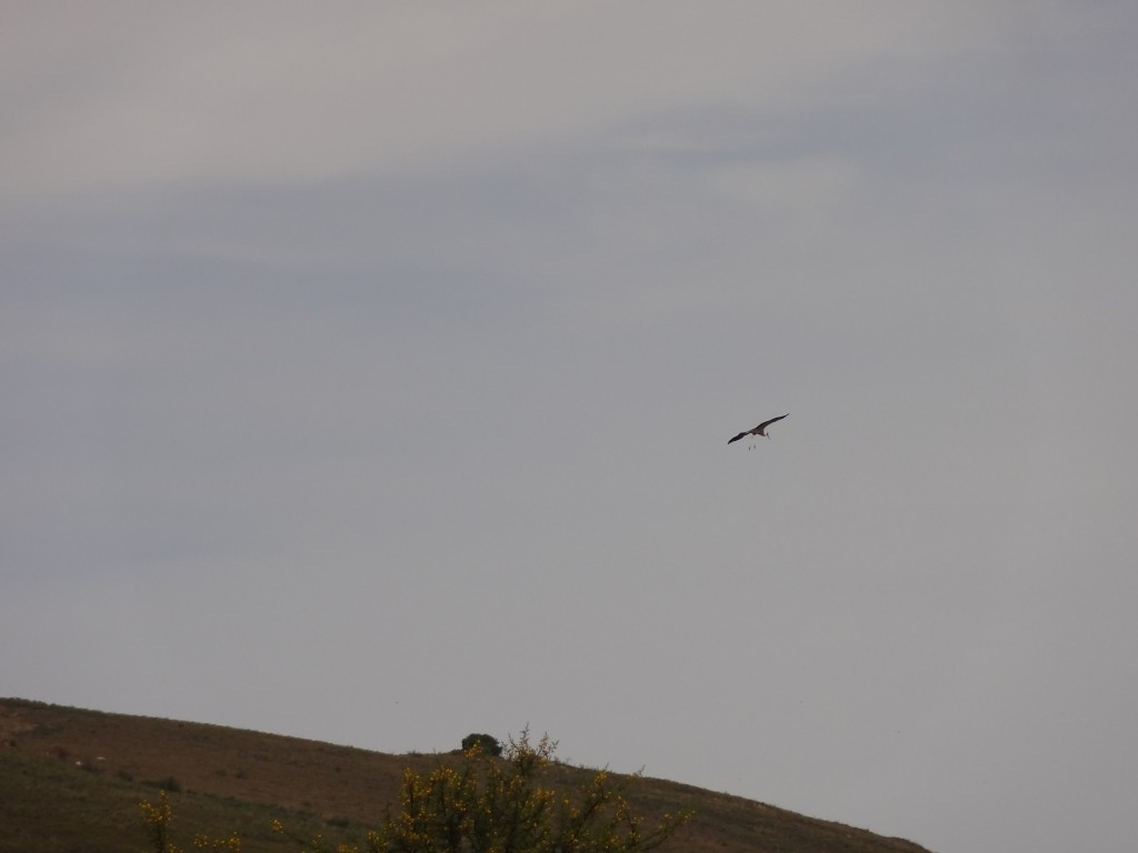 DSC00797.jpg