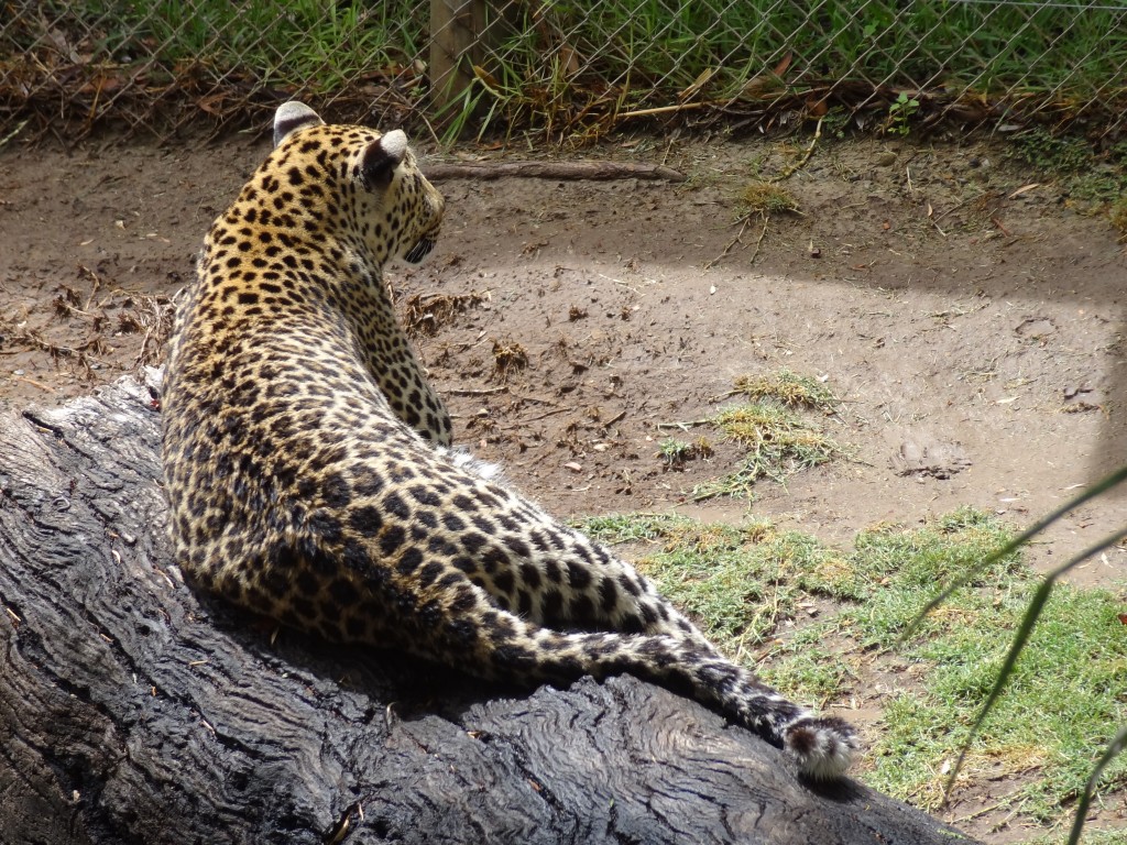 DSC00935.jpg