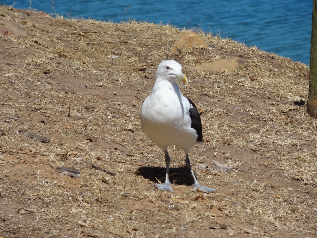 DSC01090.jpg