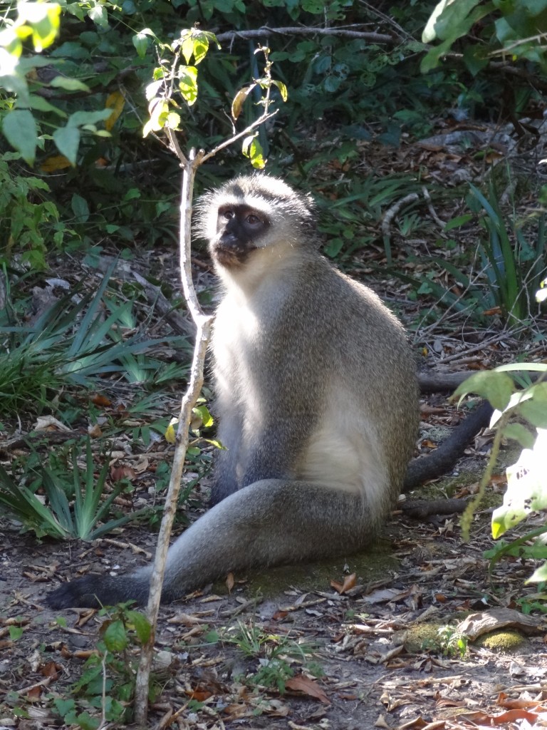 DSC01106.jpg