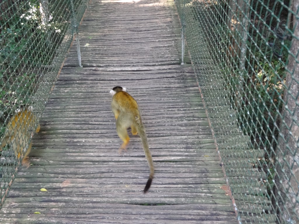 DSC01207.jpg