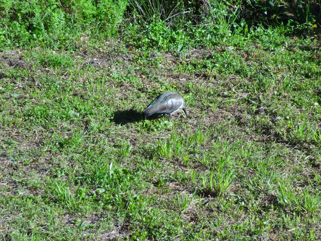 DSC01266.jpg