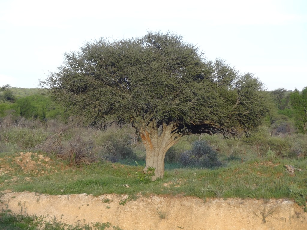 DSC02070.jpg