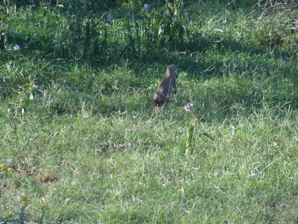 DSC02442.jpg