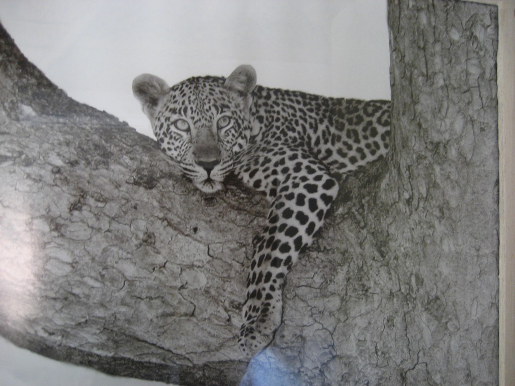 IMG_6670.jpg